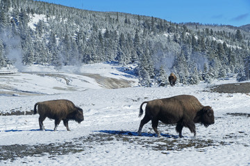 Herd of bison in winter, Yellowstone National Park, Wyoming, United States