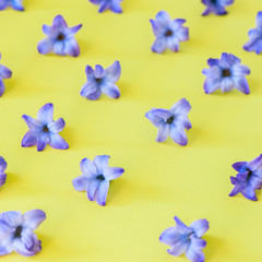 Fototapeta na wymiar Violet petals of hyacinth flower on a yelow background. Top view and square image.
