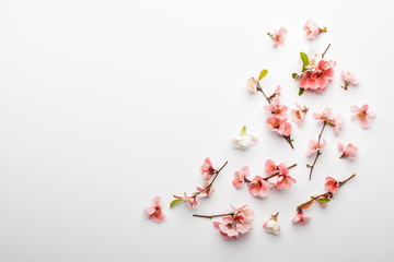 Flowers composition. Frame made of branches of Japanese quince on white background. Flat lay, top view, copy space