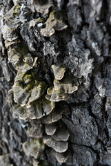 Close-up dry rotten mushrooms with fluted wavy brown, gray, green head texture on old tree stump bark, background texture