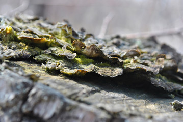 Close-up dry rotten mushrooms with fluted wavy brown, gray, green head texture on old tree stump bark, background texture, side view texture, horizontal