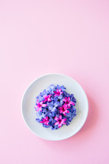 Group of violet and magenta petals of hyacinth flower in a white plate on a pink background. Top view and copy space.