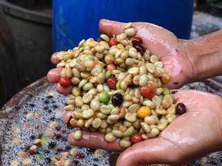 coffe seed after peel on woman hand
