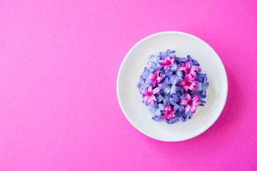 Group of violet and magenta petals of hyacinth flower in a white plate on a magenta background. Top view and copy space.