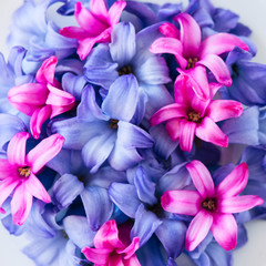 Close up of of violet and magenta petals of hyacinth flower