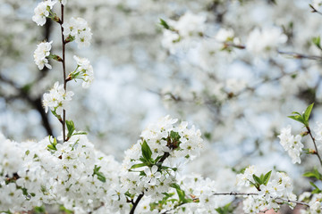 Cherry blossom flowers tree closeup in spring season