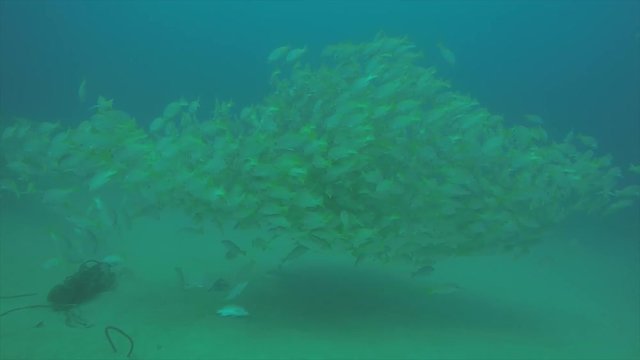Yellow snapper (Lutjanus argentiventris), forming a school in a shipwreck, reefs of Sea of Cortez, Pacific ocean. Cabo Pulmo, Baja California Sur, Mexico.