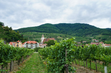 Fototapeta na wymiar オーストリアのブドウ畑