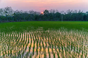 Fototapeta na wymiar Rice field in sunset.