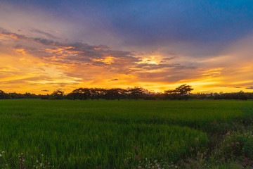Field in sunset.