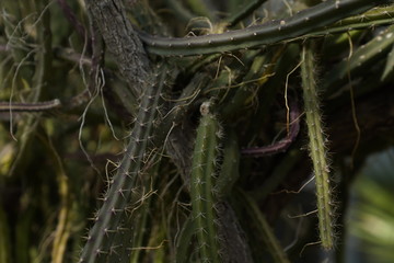 Cactus in a botanical garden