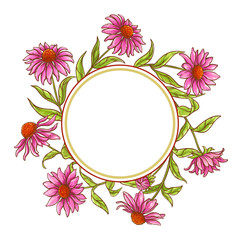 echinace purpurea vector frame