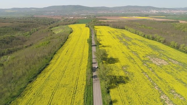 aerial video wity yellow rape field