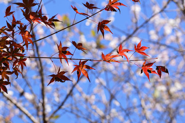 Autumn leaves and autumn cherry blossoms against the blue sky.