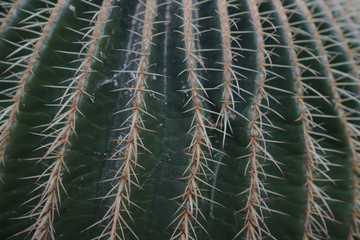 Cactus in a botanical garden