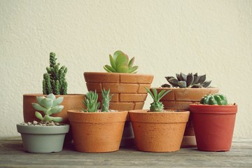 Various little succulent pot plants collection on vintage wood table with free space background