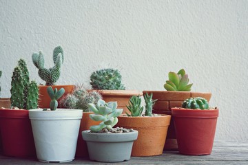 Various little succulent pot plants collection on vintage wood table with free space background