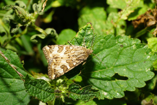 Macro butterfly moths of the family Gelechiidae in the nettle