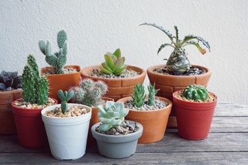 Various little succulent pot plants collection on vintage wood table with free space background