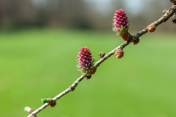 red pine cone green background