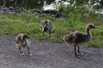 Goose Baby // Gänsekücken