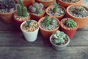 Various little succulent pot plants collection on vintage wood table with free space background