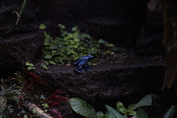 Blue toad in a natural botanical garden