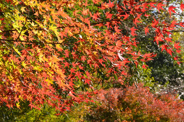 Leaves of maple leaping brightly illuminated.