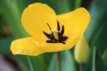 tulipan otwarty