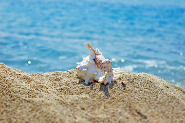 Beach background with natural sea ornaments 