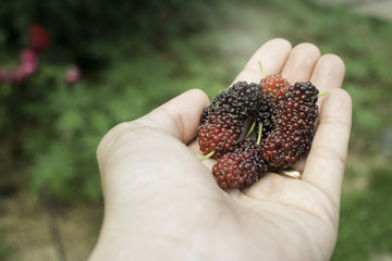 Hand on fresh mulberry fruit