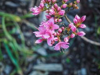 Fresh pink flora