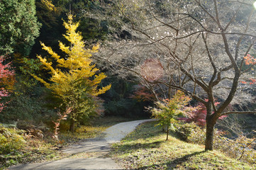 On both sides of the promenade on a sunny day are cherry trees blooming in autumn and ginkgo tree.