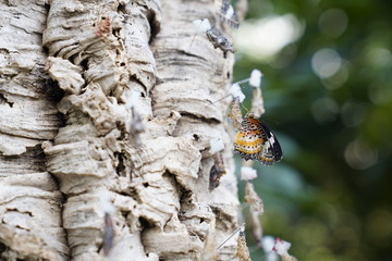 Butterfly with cocoons on a tree in a botanical garden