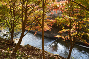 Leaf of maple changing color from green to red with a river that shines in light.