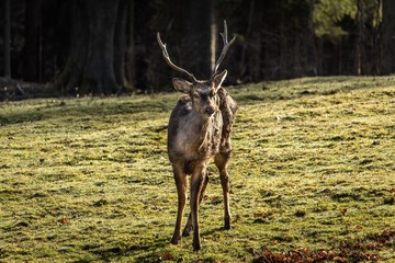 Deer on grazing