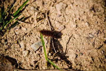 Little shaggy caterpillar on the ground
