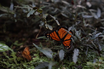 Butterfly on a leaf in a natural botanical garden