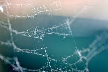 detail of spider net