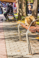 Feline noon nap in the sun