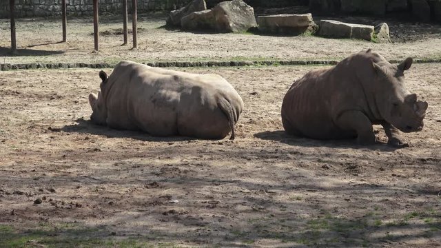 Two southern white rhinoceros (Ceratotherium Simum Simum) resting at rest