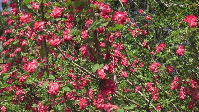 Bumblebee flying to a flowering currant (Ribes sanguineum) 