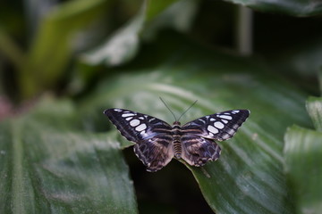 Butterfly on a leaf in a natural botanical garden