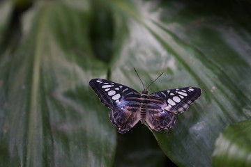 Butterfly on a leaf in a natural botanical garden