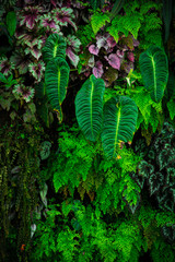 Hanging Leaves