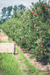 Fototapeta na wymiar Apple garden full of riped red fruits