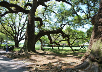 Oak Alley Plantation