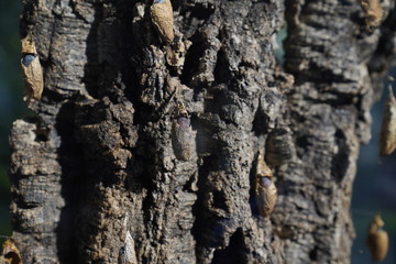 Butterfly with cocoons on a tree in a botanical garden