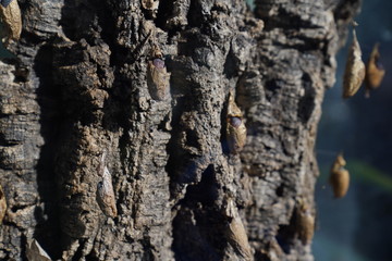 Butterfly with cocoons on a tree in a botanical garden