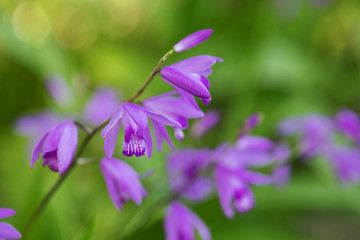 Fototapeta na wymiar 紫のシランの花のアップ
